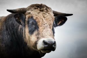 Bitcoin Misery Index (BMI) von Tom Lee auf höchstem Niveau seit 2016 - Ein Zeichen? (Pixabay; Laurent DOUSSOT)