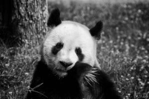 Quo Vadis Best Token? Erster Token-Burn von Bitpanda