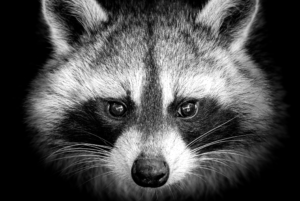 Raccoon-Malware zielt auf Browser und stiehlt Kryptowährungen
