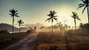 Strasse mit Palmen aus Indonesien