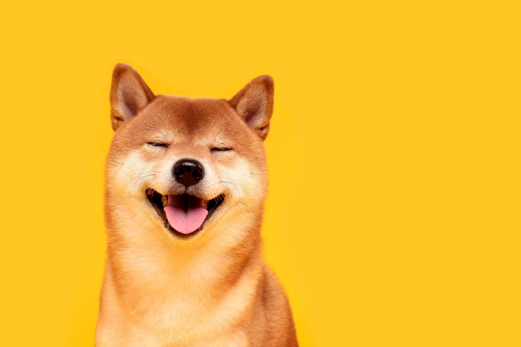 shiba investieren