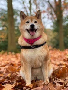 Shiba Inu trotz Kursrücksetzer mit beeindruckenden Zahlen