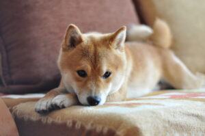 SHIBA Burn – Ökosystem des Memecoin wächst