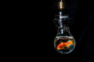 Goldfisch